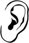 Orecchio